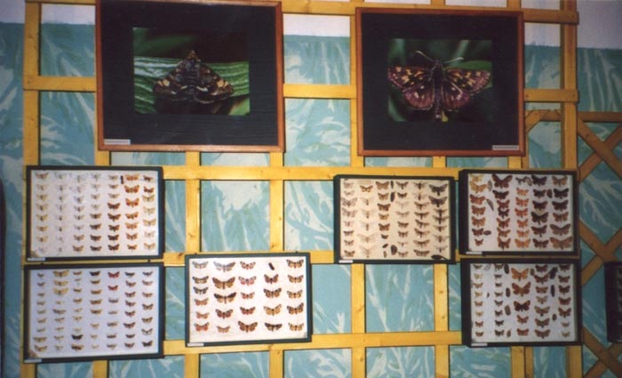 Выставка о шестиногих хозяевах планеты