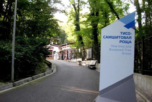 Хостинская Тисо-Самшитовая роща