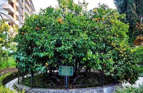 Дерево Дружбы