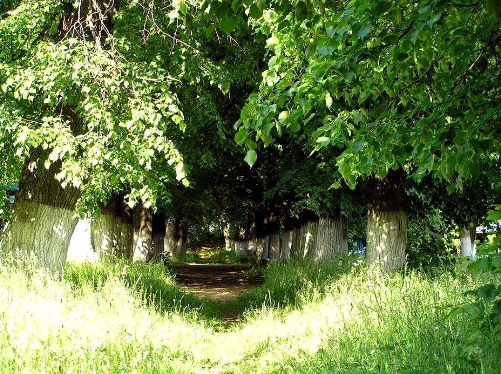 Усадьба Молоствовых находится среди прекрасного лесного массива