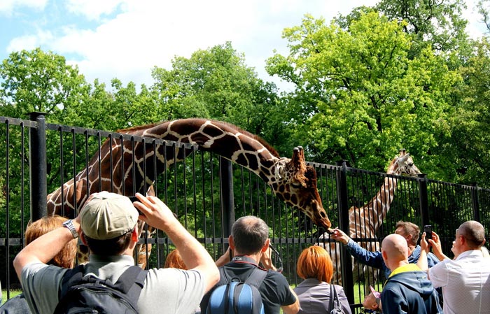 Калининградский зоопарк - обязательно посетите с ребенком