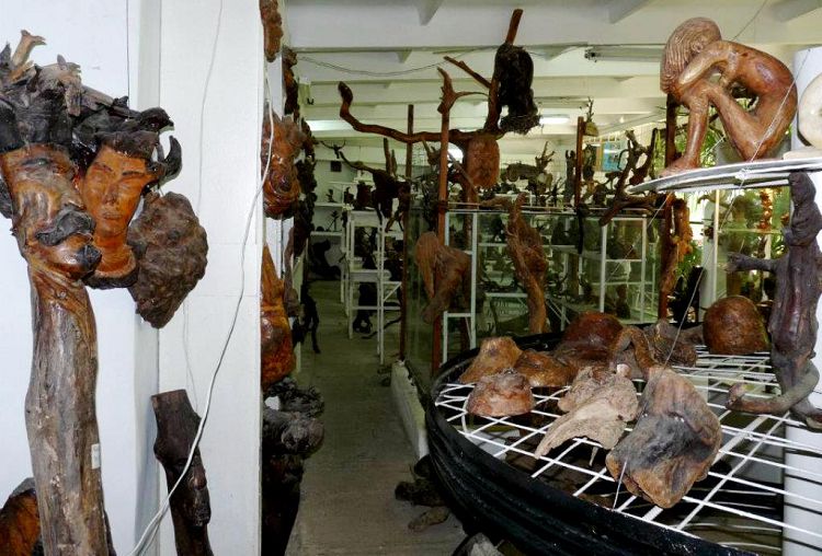 Экспозиция Музея "Причуды леса" - это результат творчества одного человека