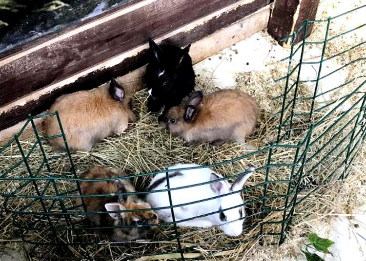 Обитатели Контактного зоопарка более близки и понятны