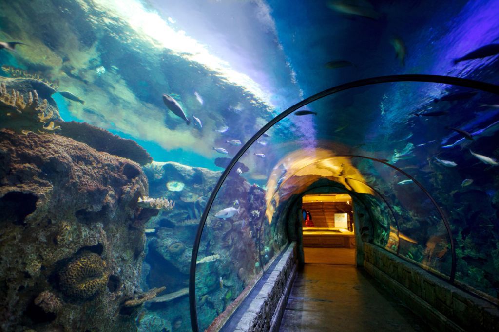 Океанариум «Акулий риф» обязателен к посещению с ребенком