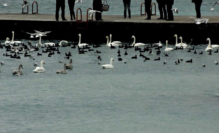 Кормление зимующих в городе пернатых - это отдельное развлечение Кормление зимующих в городе пернатых - это отдельное развлечение