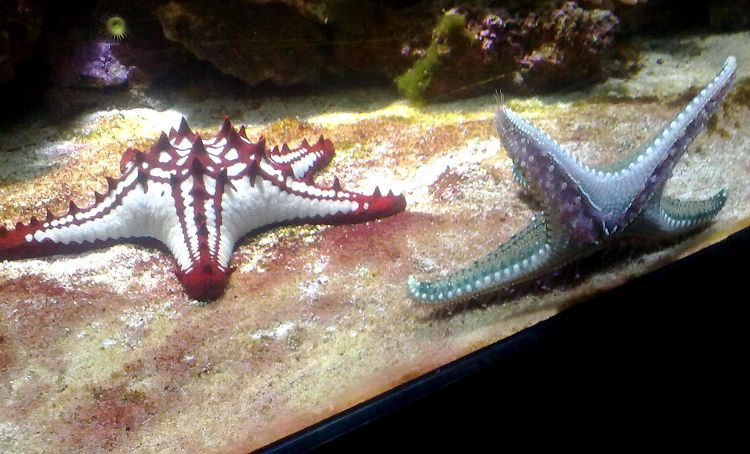 Увидеть вблизи обитателей океанских глубин всегда интересно!