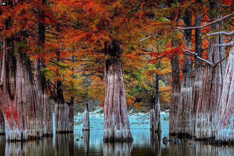 Осенью болотные кипарисы становятся ярко-рыжими