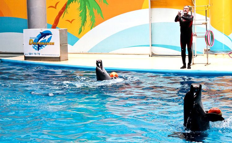 Дельфинарий - это один из развлекательных объектов Стамбула