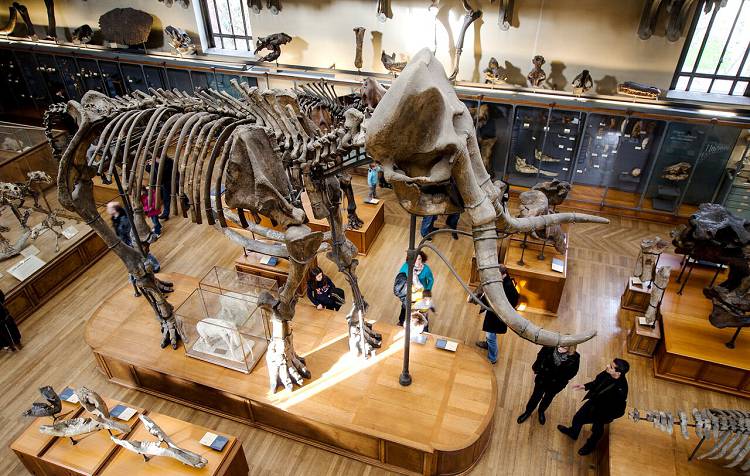 Экспонаты Палеонтологического музея интересно увидеть и детям и взрослым