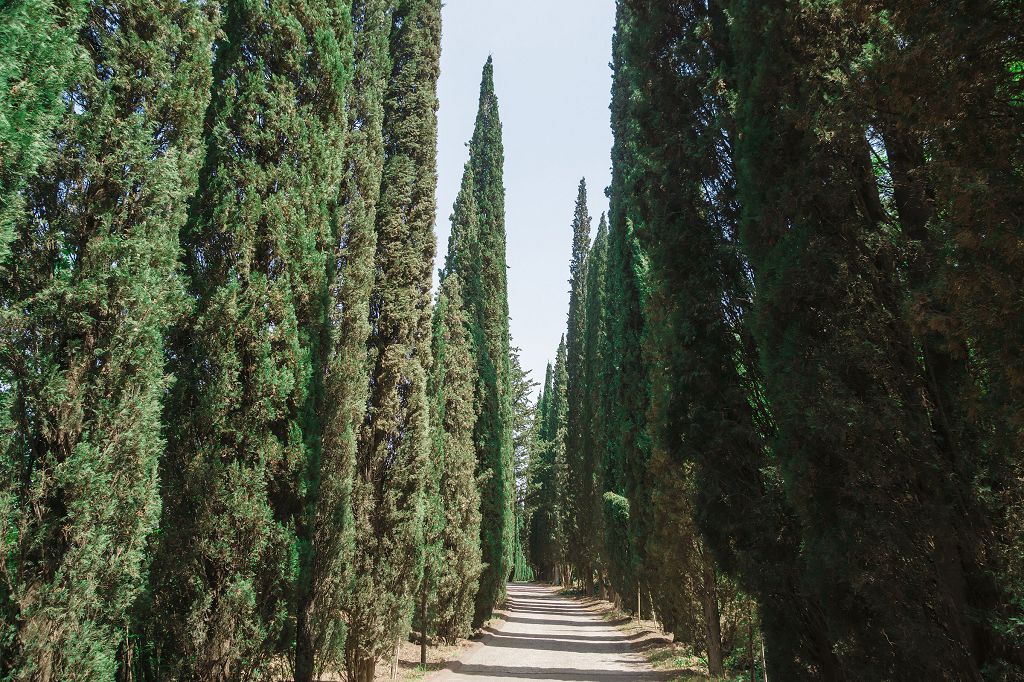 Кипарисовая аллея Кипарисовая аллея