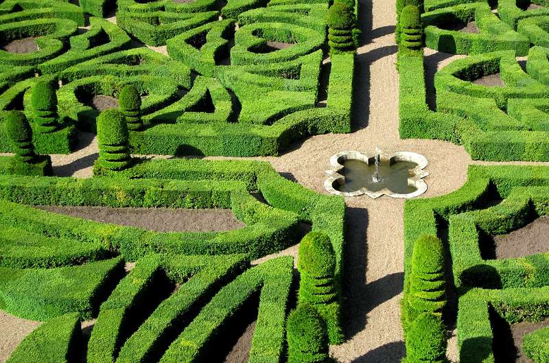 Сегодня тис очень популярен в парковом ландшафте европейских стран