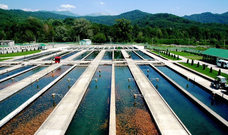 Форелевое хозяйство "Адлер" поражает своим масштабом