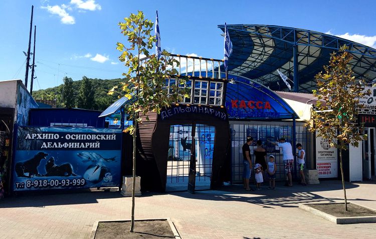 Представления в Дельфинарии проходят три раза в день