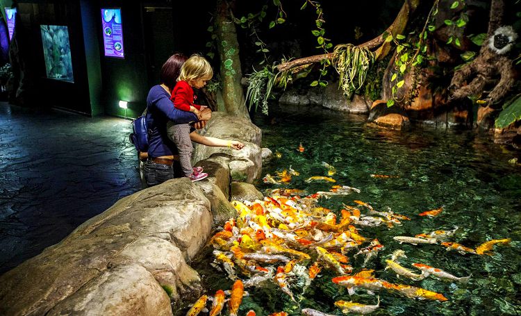 Кормление карпов кои - это настоящий аттракцион прожорливости