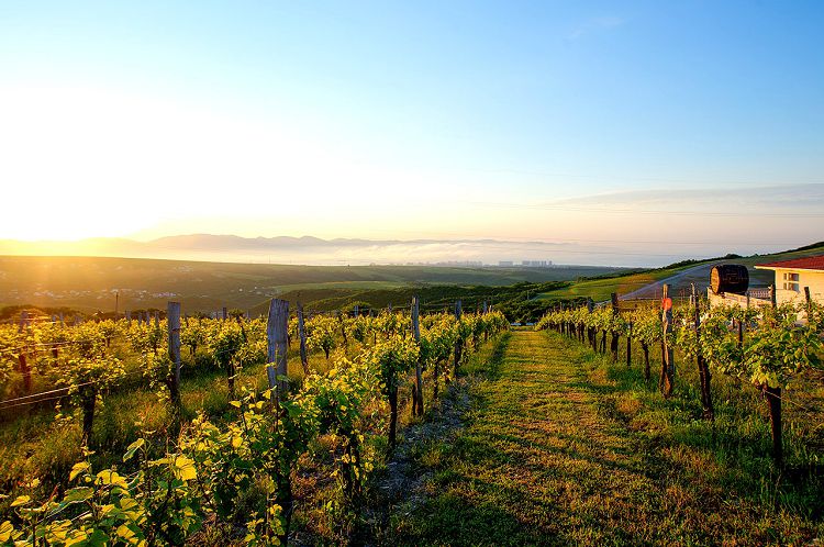 Именно виноградники дали основное экономическое развитие поселку