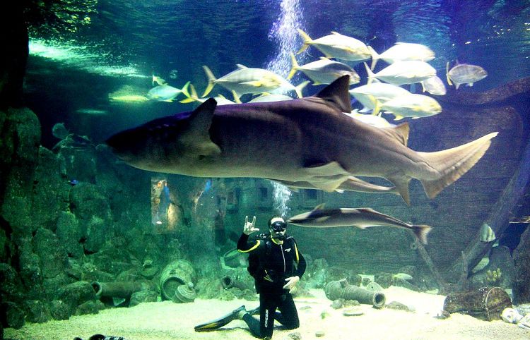Здесь можно увидеть Шоу кормления акул 