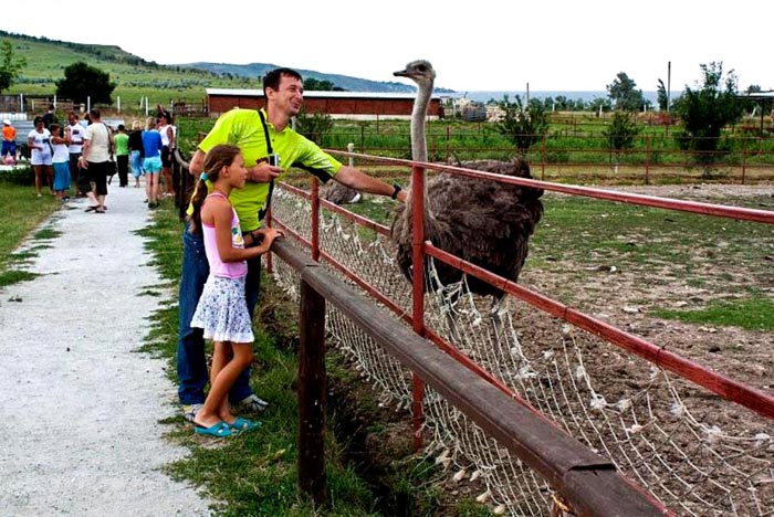 Веселое общение на страусиной ферме