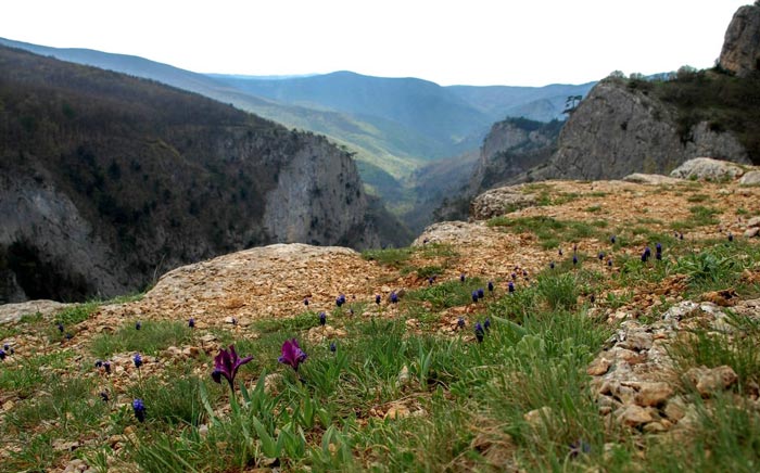 Весной верхние края каньона и его дно покрываются прекрасными цветами