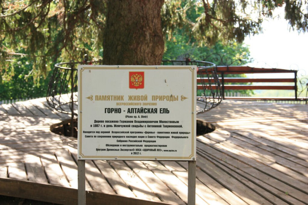 Ель, посаженная четой Молоствовых, пережила и их, и все трудные исторические периоды