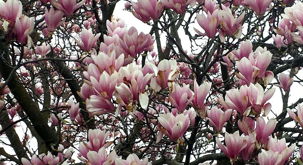 Цветение магнолий в конце февраля означает конец сочинской зимы