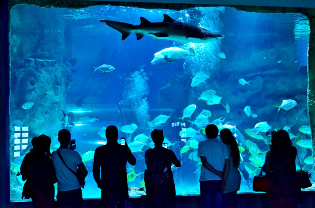 По территории "Москвариума" можно гулять часами