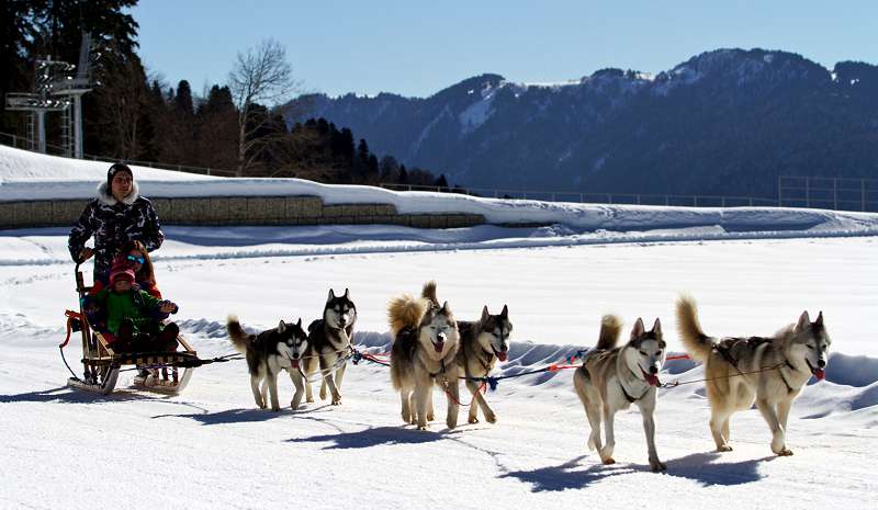 Катание на собачьих упряжках одно из забавных зимних развлечений