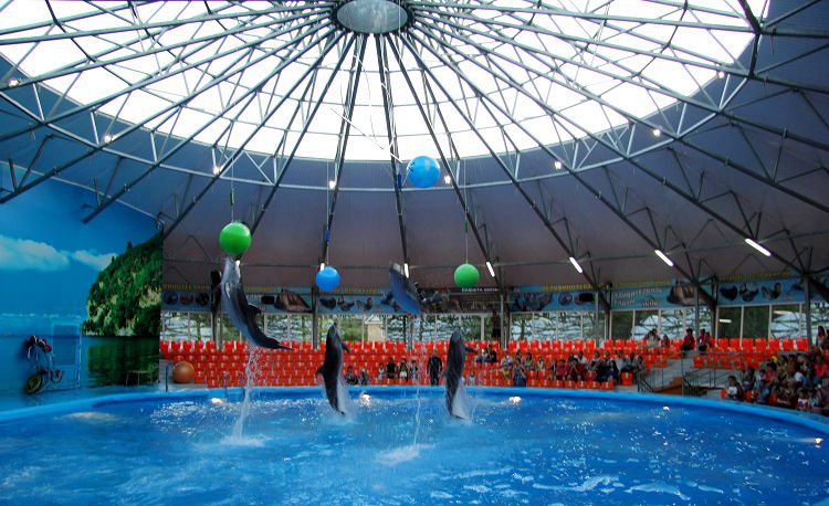 Веселые шоу в Дельфинарии проходят круглогодично