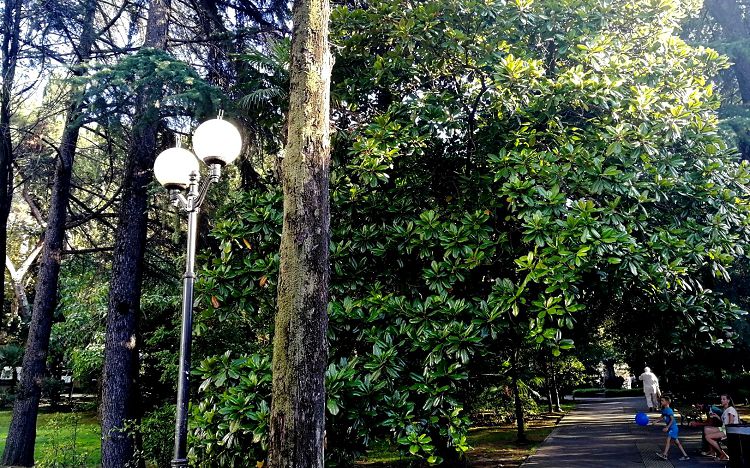 Тенистые аллеи сочинских парков и скверов располагают к отдыху