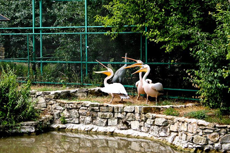 Прогулка по "ДоДо" - это путешествие в мир естественной природы