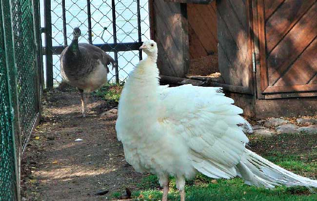 Павлины в саду Ольгиного острова в Колонистском парке