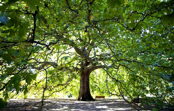 Двухсотлетний платан является реликтовой парковой достопримечательностью