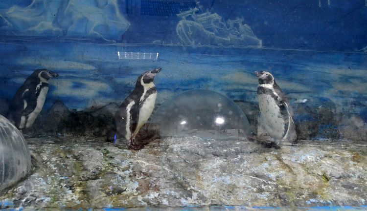 Пингвинарии сегодня становятся популярными развлекательными центрами