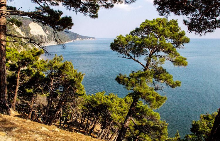 Джанхотский бор - уникальный реликтовый заповедник Краснодарского края