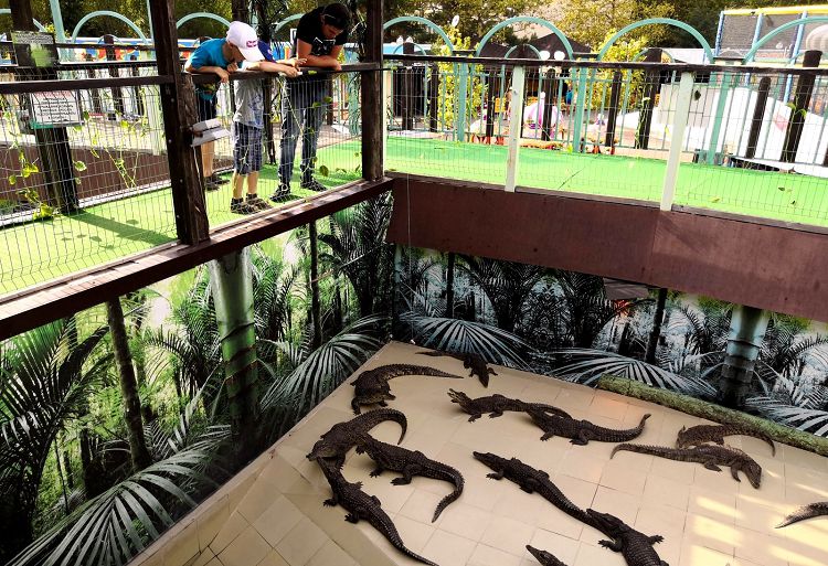 Увидеть вблизи ползающих аллигаторов - это страшно и интересно 