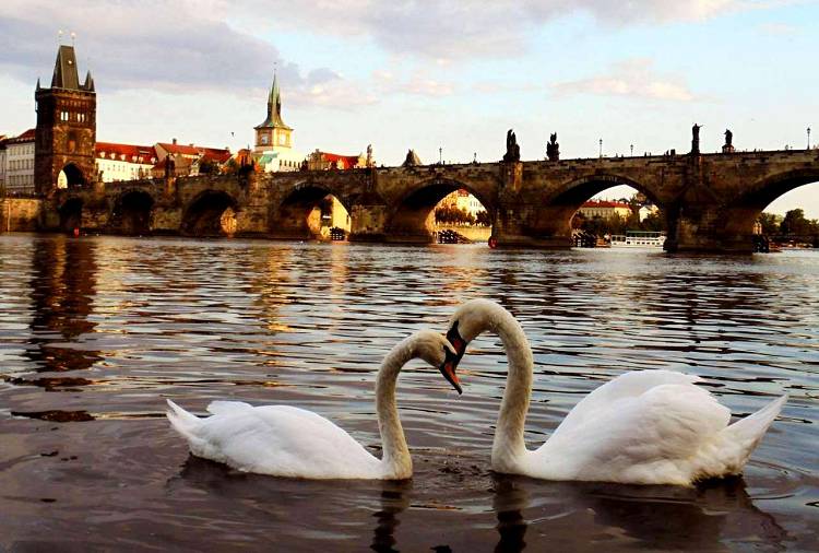 День влюбленных в Праге отмечают даже лебеди у Карлова моста
