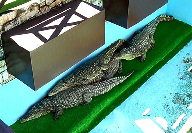Крокодиловый каньон позволяет заглянуть в тайны мира пресмыкающихся