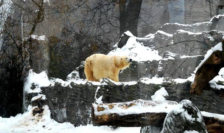 Навестите в Сочельник этого прекрасного зверя - и будет вам счастье!