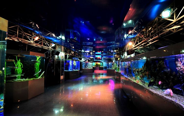 В прохладном помещении Океанариума можно долго наблюдать за рыбками