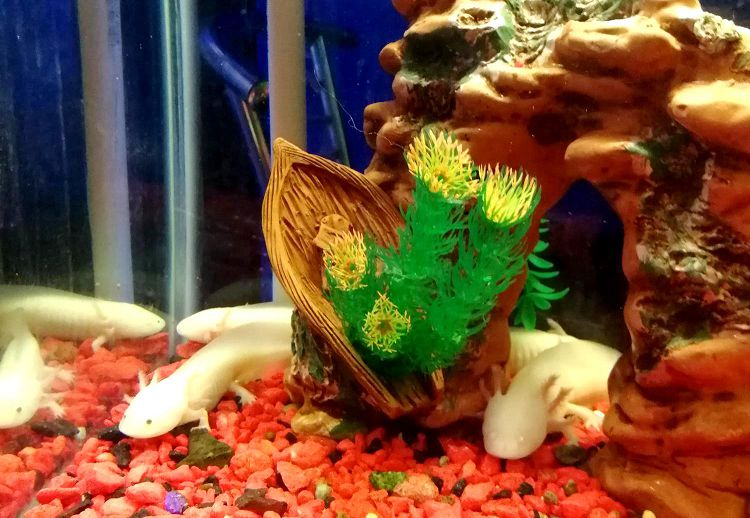 Здесь можно увидеть таких милых существ как аксолотли 