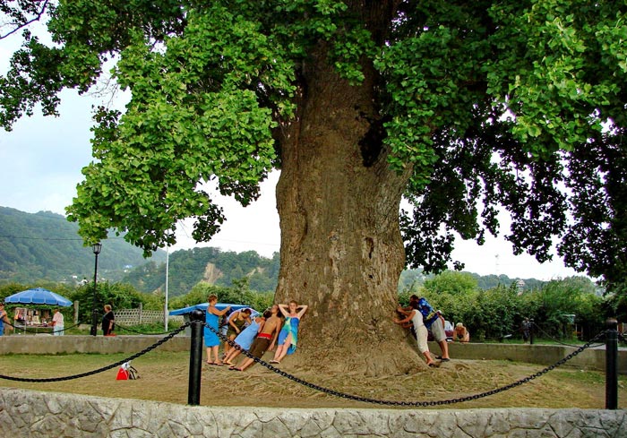 Сколько туристов может уместиться под кроной этого древнего дерева