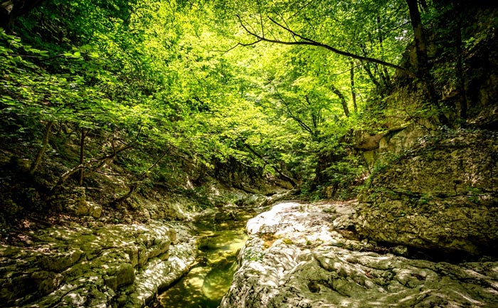 Горные ручьи формировали дно каньонного ущелья и его микроклимат