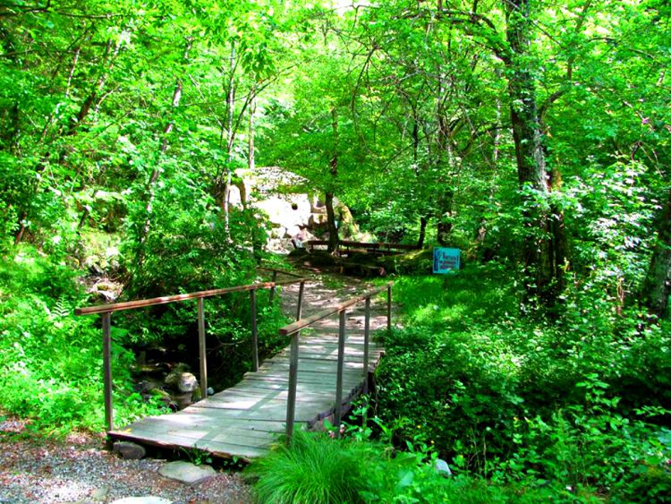 Тропа к дольмену идет через реликтовый заповедный лес