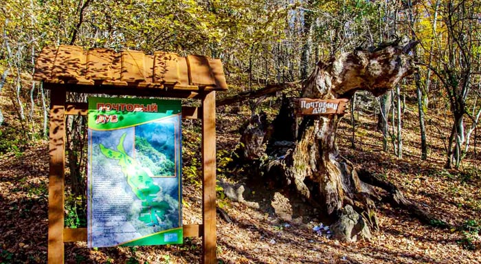 Даже погибший - Почтовый Дуб остался местной достопримечательностью