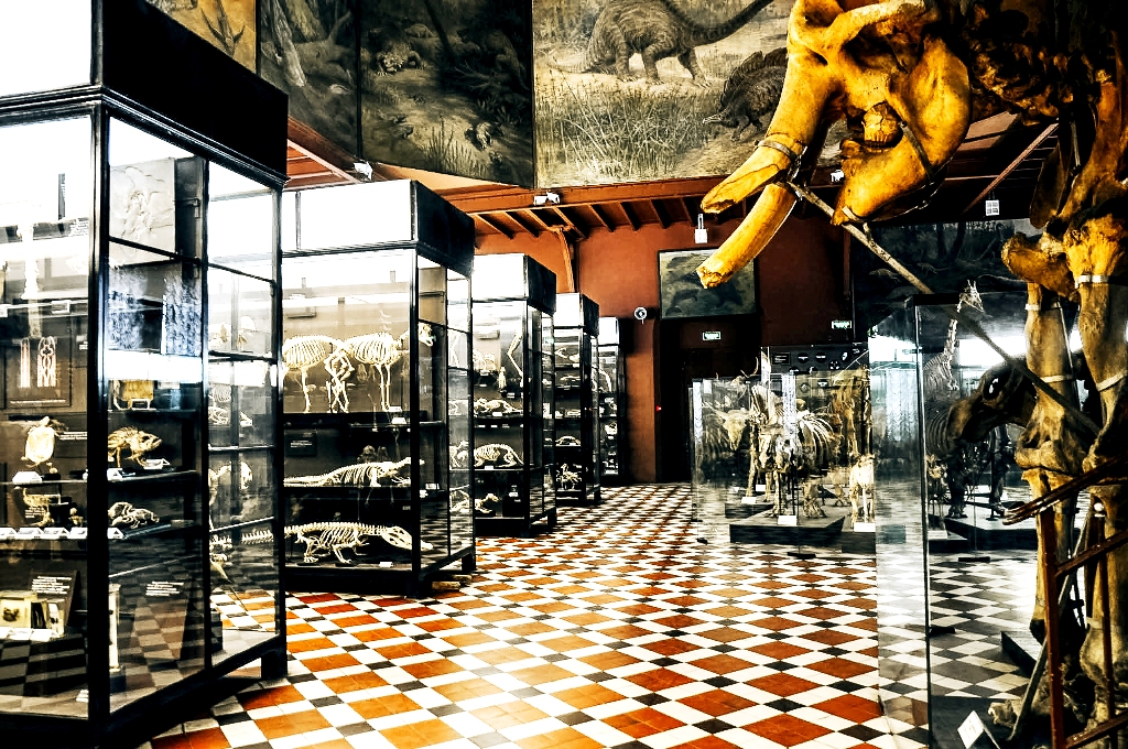 В Зоологический музей очень интересно сходить всей семьей