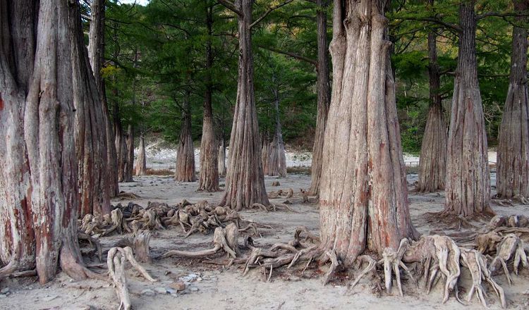 В засуху обнаженные корни кипарисов добавляют деревьям мистичности