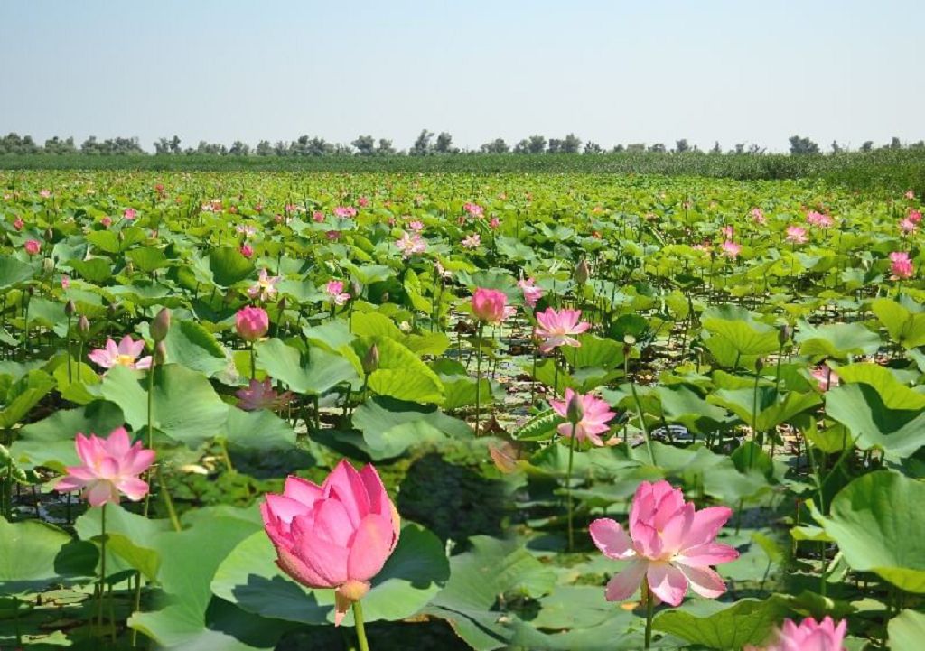 Долина лотосов Долина лотосов