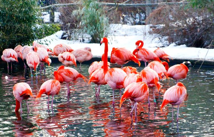 Розовые фламинго на белом снегу - где еще такое можно увидеть?!