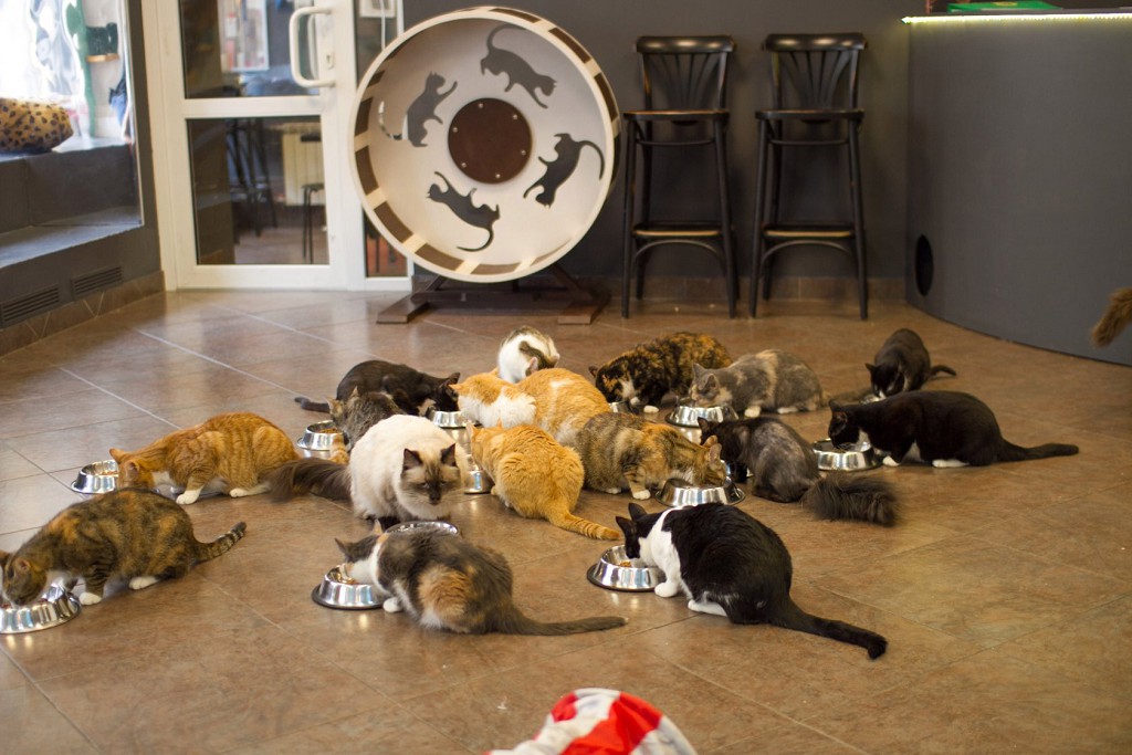 Самый милый музей Санкт-Петербурга