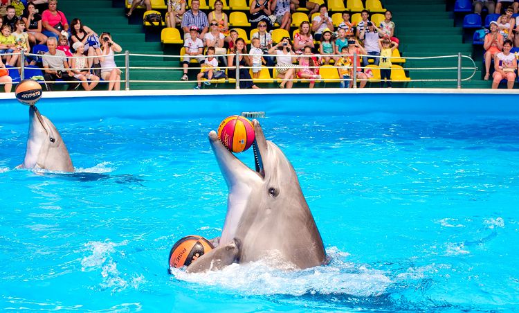 Весело провести время можно в Дельфинарии "Аквамир"