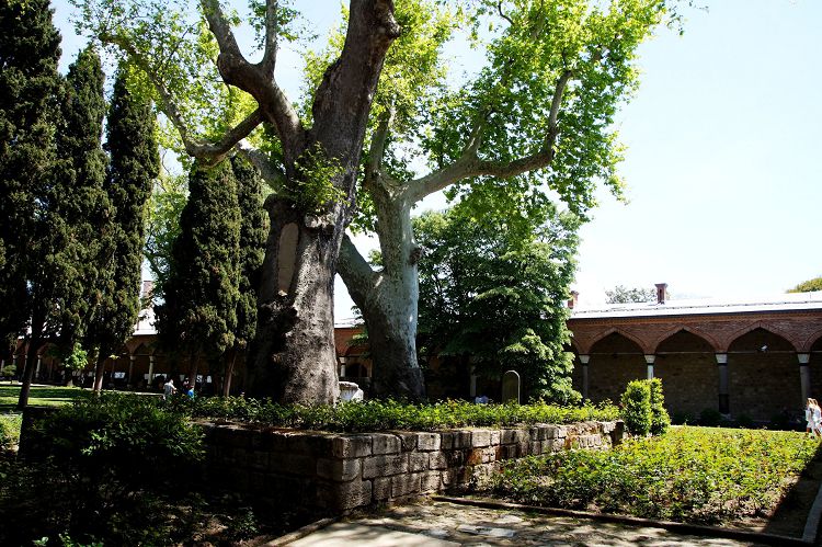 И сегодня многие платаны дворца помнят времена правления османских султанов